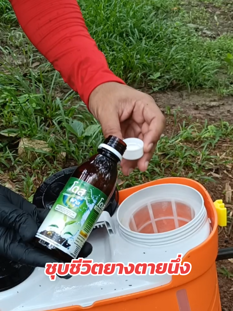 แก้ปัญหายางพาราตายนึ่ง #ชาวสวนยาง  #เกษตรกรรุ่นใหม่  #เกษตรอินทรีย์  #สุรตาล #โดส 