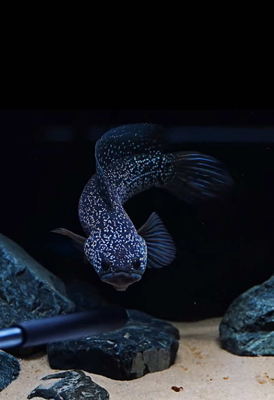 Ai bảo chơi trân châu chán bước ra đây🤣 #channa #channaindonesia #channaasiatica #fishtank 