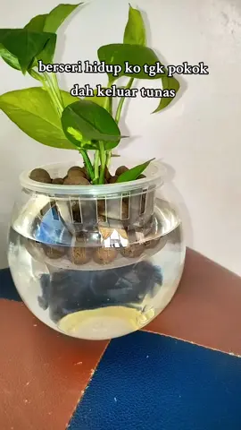 rumah pun naik seri #pokokhidup #moneyplant #pokokhiasan 