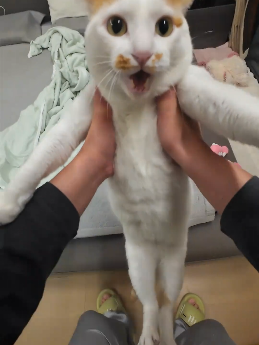 the boss jibaobao is back !  #fyp #fufucat #pets #catlover #catsofttiktok 