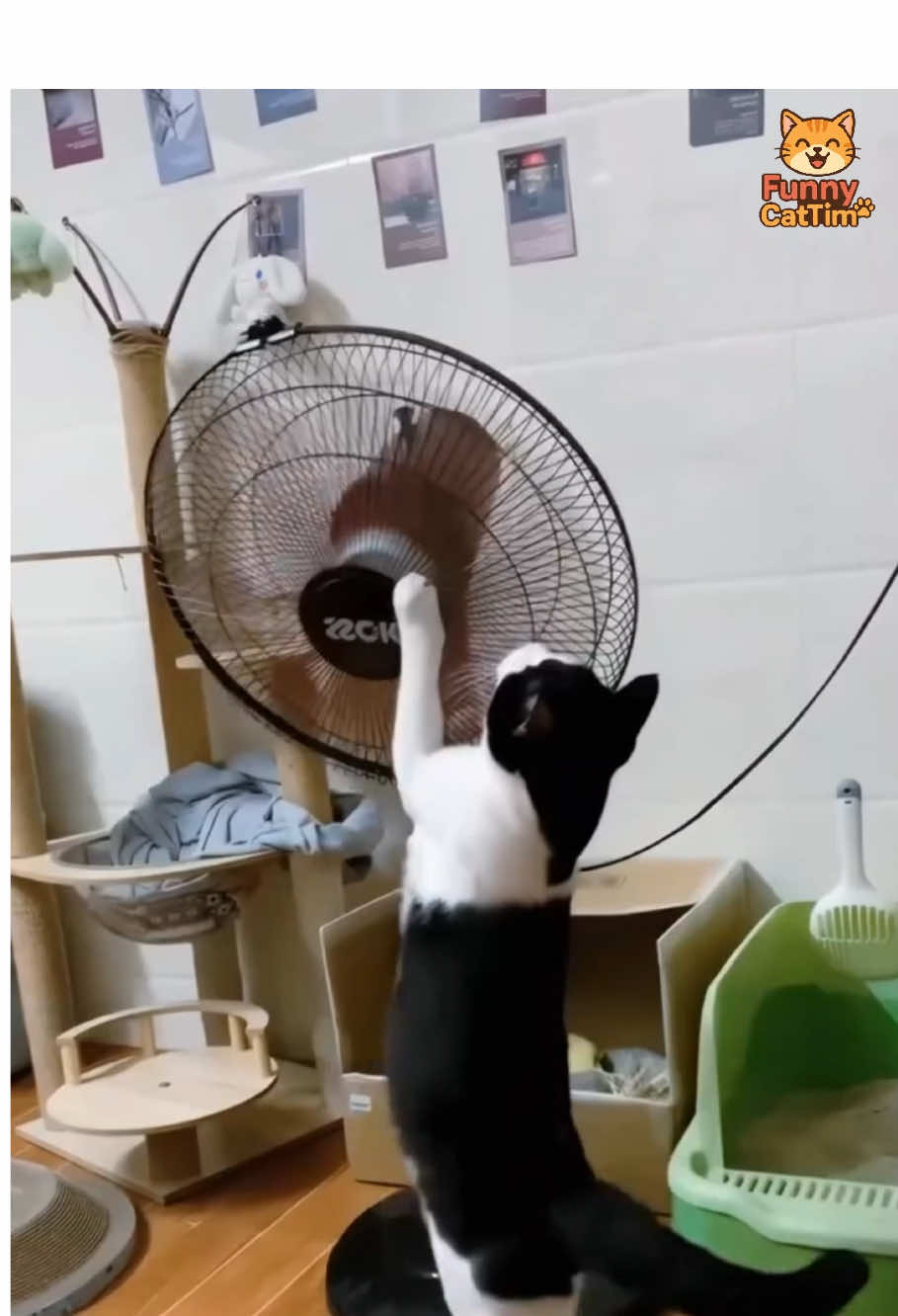 When You Have a Cat and It Destroys Everything 😹💥 #funnycats #catsoftiktok #destructivecat #cutecats #fyp