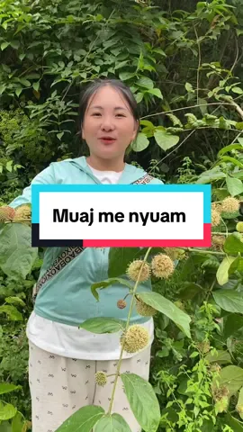 #tshuaj_muaj_me_nyuam #tshuaj_txiv_neej_muaj_zog #mob_qo_ngob_rau_tsev_me #mob_pob_zeb #xuhuongtiktok 