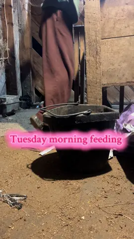 #tuesdaymoringfeeding #sahmlife #sahmsoftiktok 