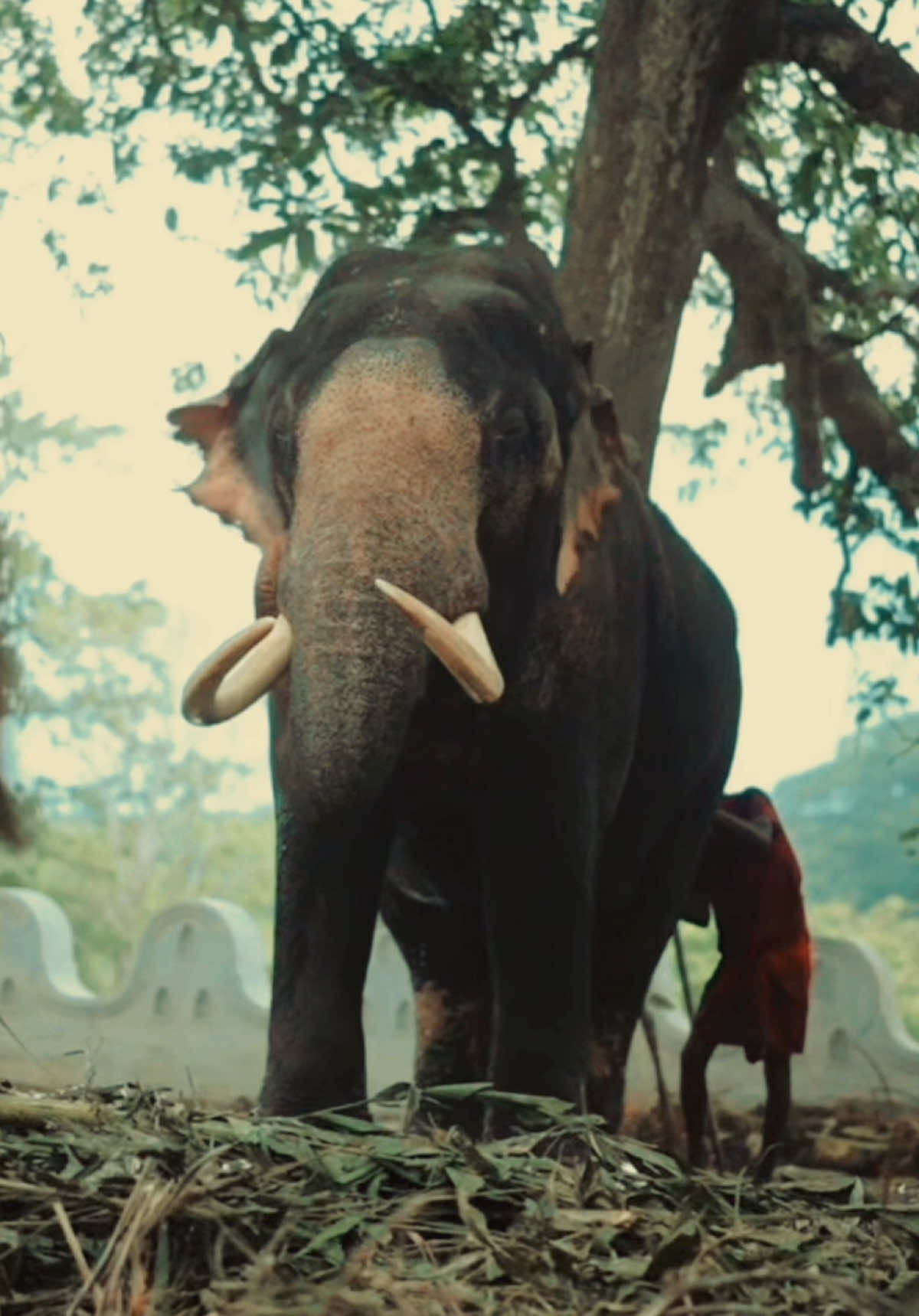 මෙයාගෙ නම දන්නවද.? 😍😍😍😍#creatorsearchinsights #elephant #viral #adare #fyp 