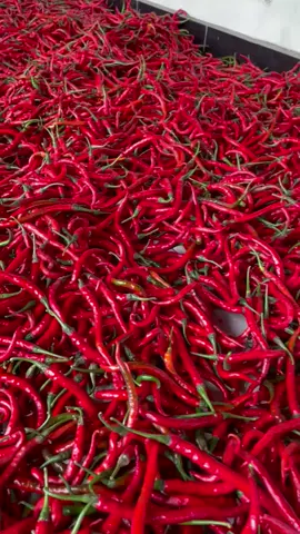 #cabe1kg #promoseruweekend #cabekeriting 