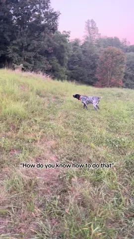 Failure is inevitable success is an option you must choose to pursue.  We learn by doing so go do. I didn’t know how to train bird dogs when I got Zeb but I got him & I just started doing it. I didn’t know how to train hounds when I got my first hound but I got him & tried it. 
