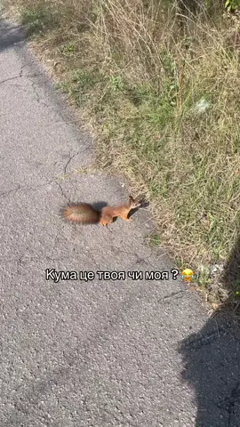 #кума #белка #😂 #рекомендації #rek 