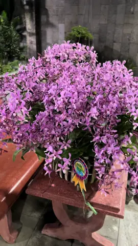 Hoa nhiều rối nùi luôn  #Dendro #denrochop #hoalandotbien #dendrobium #xuhuongnhac 