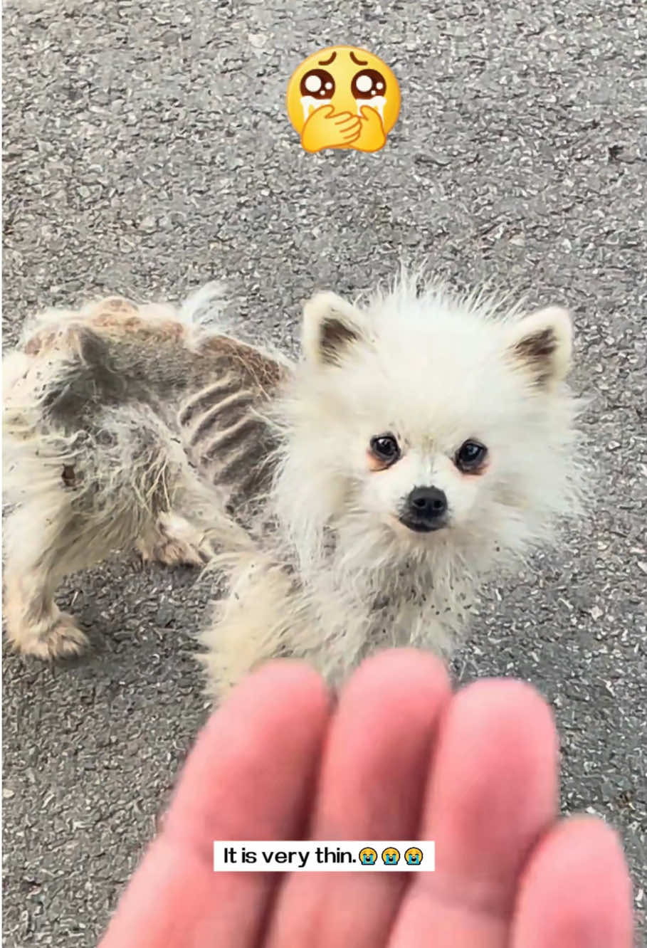 A stray dog came towards me.It is very thin.I decided to take it away,and then…#rescue #animal #dog 