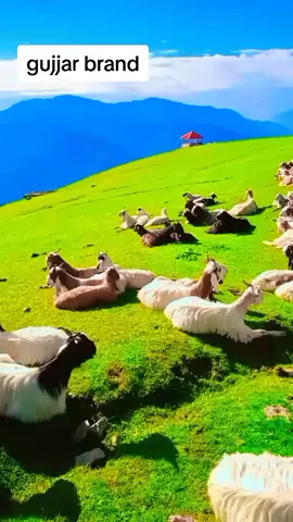 #سنگت_ویڈیو_وائرل_کریسو_آپ_ہیں🥀🌼🙈✨🎇