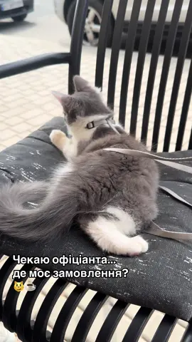 Звичайний день котика: кафе → розваги → за кермо 🐾🚗 #кіт #кава #viral  #catsoftiktok #tiktokcat 