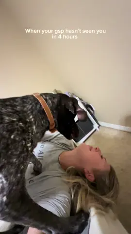 When my gsp hasn’t seen me in a few hours⏰ #gsp #dogvideos #velcrodog 