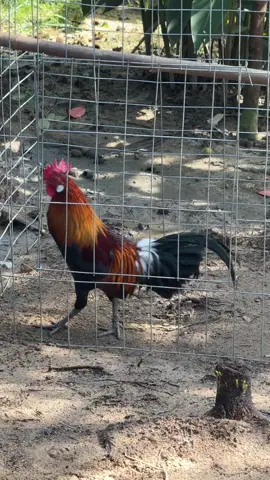 thỗ khàn ực 1 đ8