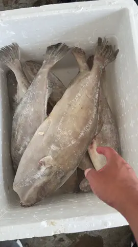 Ikan sukang/ayam-ayam dan ikan kue jenis gepeng untuk restoran keadaan frozen #jualanikan #seafood #ikanfresh #frozenfish 