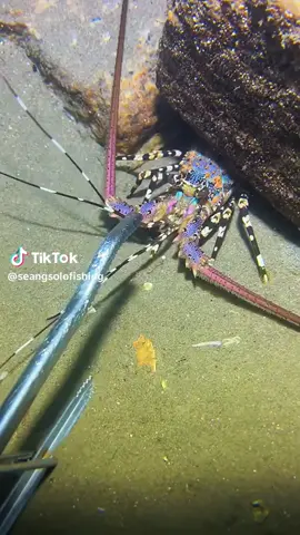 #بحر #صيد #استكوزا #اليمن🇾🇪المملكة🇸🇦إكسبلور #الشعب_الصيني_ماله_حل😂😂 