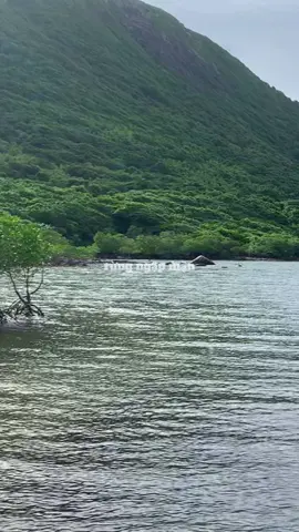 Rừng ngập mặn hòn Bảy Cạnh - một trong những khu rừng nguyên sinh còn lại của Việt Nam #rungngapman #honbaycanh #mangroveforest #condao #xuhuongtiktok 