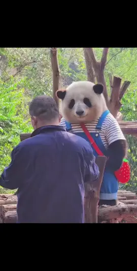 Kute Panda#xuhuongtiktok 