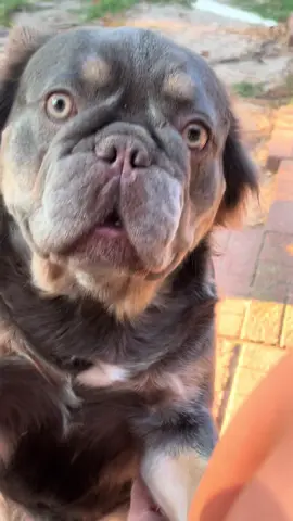 We all have the same 24 hrs. How are you going to spend yours? There’s no excuse for being broke. Go make that money 💰, don’t let that money make you 😘 #money #tuesday #frenchie 