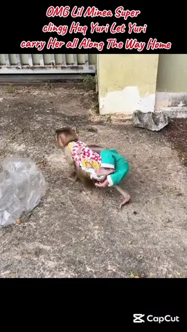 OMG Lil Minea Super clingy Huq Yuri Let Yuri carry Her all Along The Way Home#monkey #fypシ゚viral #viralvideo #tiktoker #monkeys 