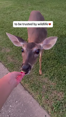 When animals trust you… #deer #squirrel #animals #fyp #foryou 
