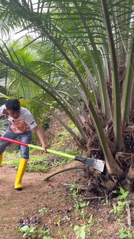Panen sawit pakai dodos kls palmking new