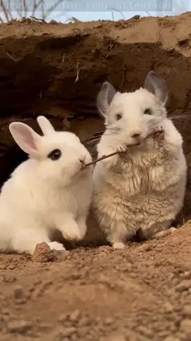 #dog #dogs #dogsoftiktok #cute #fyp 