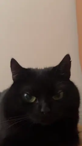 Mood of the day 😬 #harryandarchie #harrythecat #kikvikpik #blackcatsoftiktok #funnycatsoftiktok 