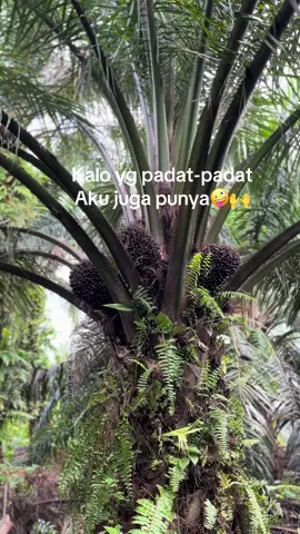#sawitriau #sawitontiktok #sawitstory🌴🌴🌴 #fyp#munculberanda 