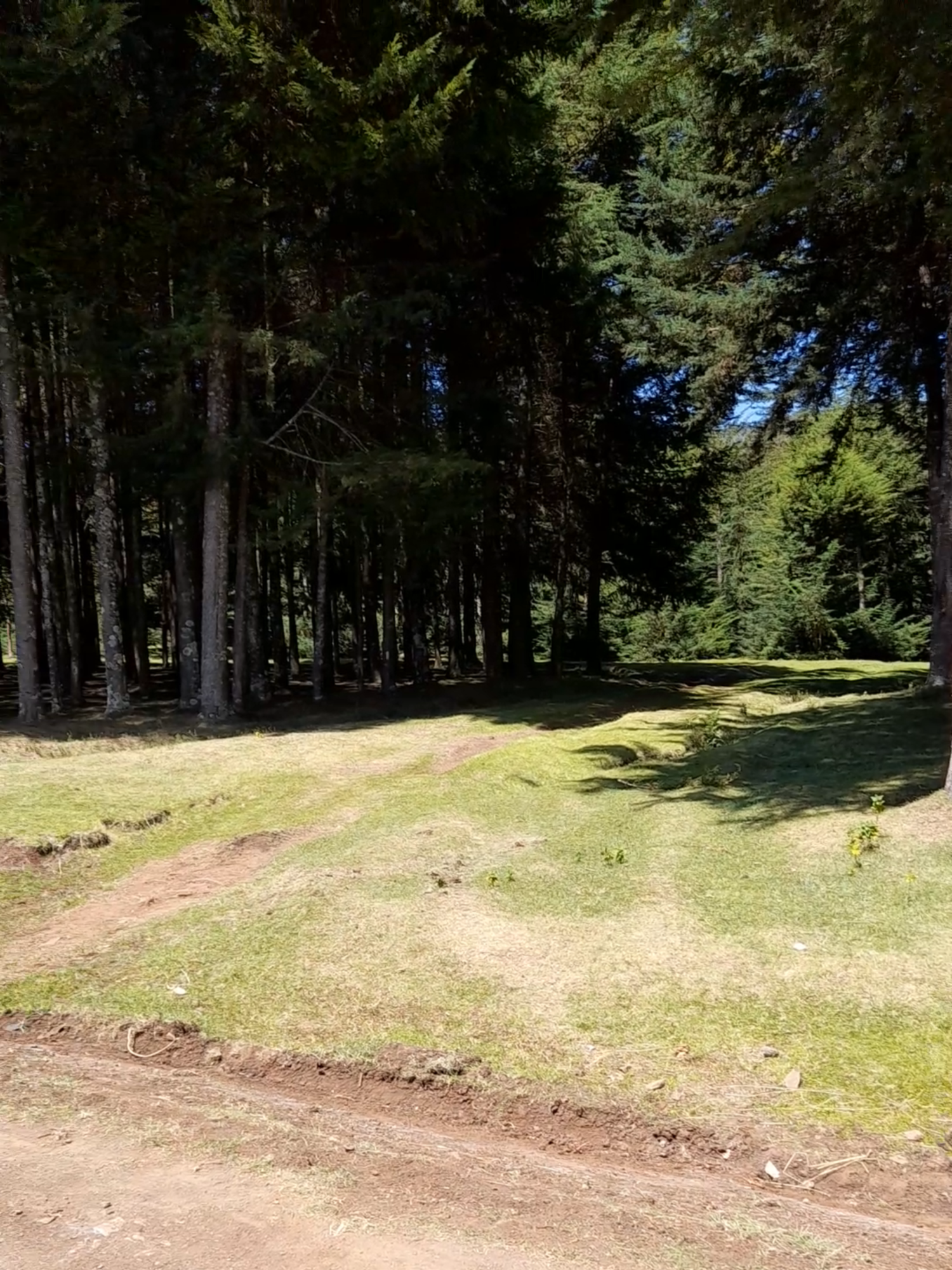 I know you know, but hapa ni wapi?   #hike #nature #forest #kenyantiktok🇰🇪 #kenya