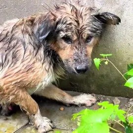 Today I saw a dog with paralyzed hind legs lying on the grass, I brought it home to take care of it.#dogvideo #poordogvideo #poordog #dogsoftiktok 