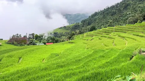 🌾 Cách trung tâm Hà Giang chỉ 20km, Xà Phìn là điểm ngắm lúa chín cực chill. Ruộng bậc thang vàng óng uốn lượn, không khí yên bình – quá lý tưởng để check-in và tận hưởng trọn vẹn Hà Giang! ✨ #zinghomehagiang #xaphin #ruongbacthang #luachin #phuothagiang 