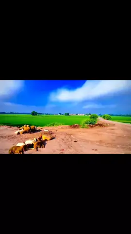 جب اگلے سال یہی وقت آ رہا ہوگ #پنڈاں_والے #bread #پنڈاں_والے #foryoupage 