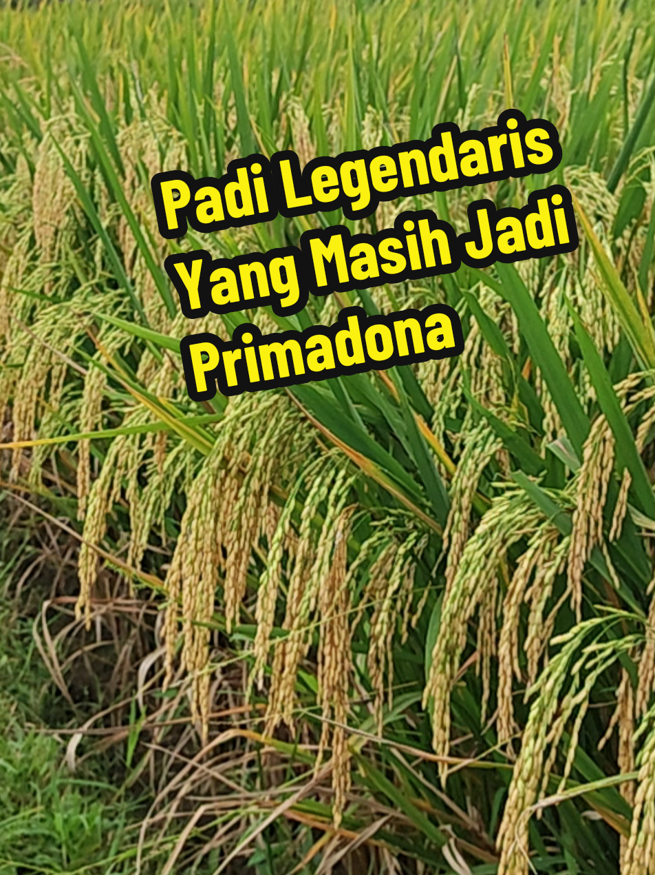 Padi Legendaris Yang Masih Jadi Primadona  #padilegendaris  #padiprimadona  #jenispaditerbaik  #padiviral #fypシ゚ 