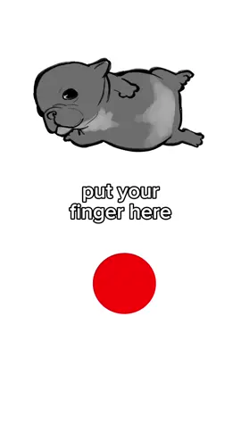 wash his belly #pibble #washmybelly 