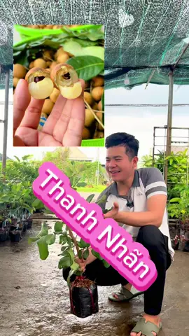 Cây Giống Thanh Nhãn, Mau Cho Trái, Cơm Dầy, Khô Nước, Ăn Ngon Ngọt