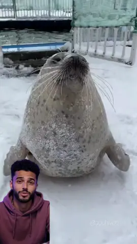 Pourquoi les phoques tapent sur leur ventre ? #animaux #apprendresurtiktok #phoque 