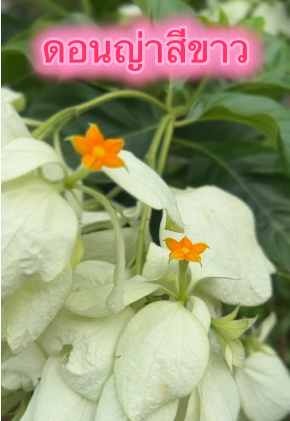 ดอนญ่าสีขาว ไม้ทรงพุ่ม ออกดอกทั้งปี ดอกตัดกับใบสีเขียวเข้มสวยมากๆปลูกกลางแดดจัดๆได้#เทรนด์วันนี้ #ดันขึ้นฟีดที #เปิดการมองเห็น #นายหน้าtiktokshop #ต้นไม้ 