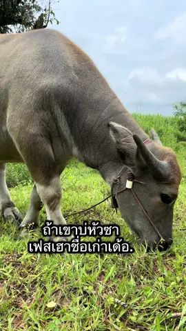 ถ้าเขาบ่หัวซา เฟสเฮาชื่อเก่านั่นล่ะ #ฟีดดดシ #สตอรี่ความรู้สึก #เทรนวันนี้  #ยืมลงสตอรี่ได้ 