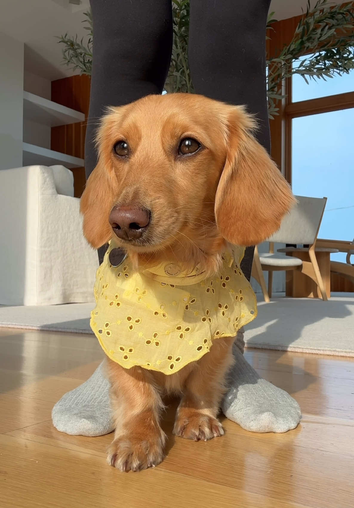 Feeling yellow today💛  collars are @FREN and @Darcey hope everyone is having a good Tuesday!! #dressingmydachshund #minidachshund #dog 