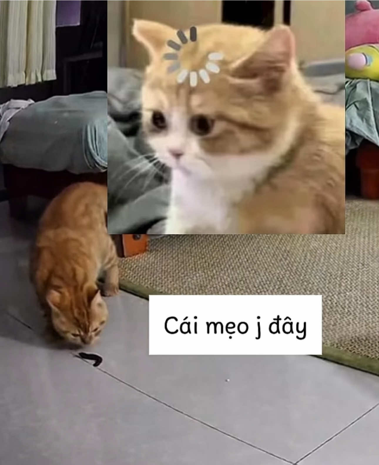 Sợ vãi cả cít là có thậc #viral #pet #mèo #senvaboss 