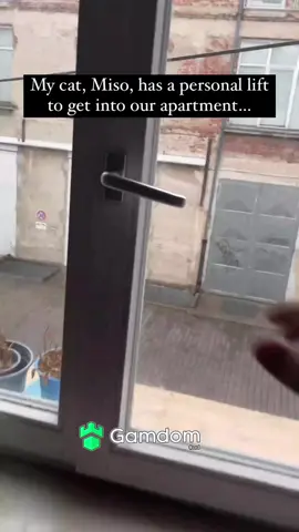 #viral #trending #animals #fypシ #catsoftiktok 