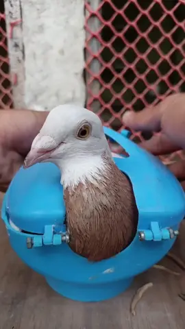 Kalapatai treatment #kalapati #pets #birds #kabutar #pigeon 