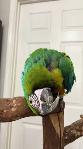 Rio wanted to look at the world upside down today! #foryou #fyp #parrotsoftiktok #miligold