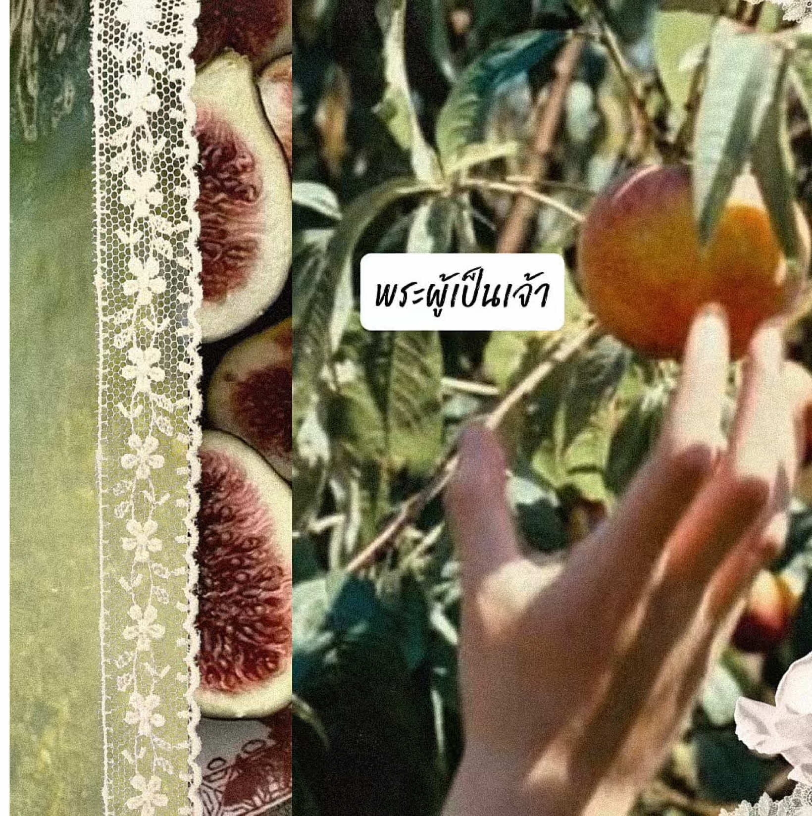 Mystery of Love - Sufjan Stevens - 🏛️🌊🍑ความหมายเพลงในคอมเมนท์นะคะ #แปลเพลง #ภาษาอังกฤษ #เพลงฮิตtiktok #เพลงสากลแปลไทย #เพลงลงสตอรี่ 