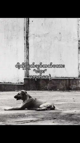 ကပ်ပရှင်မပါ#livephoto #foryoupage #moot #fyp #tiktokmyanmar🇲🇲 