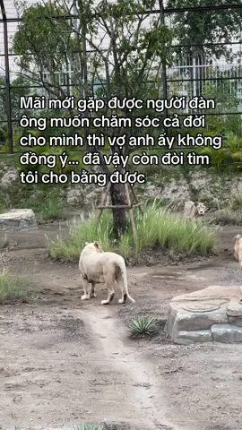 #VinWonders #GreenCreator #dulich #jhcefv9 