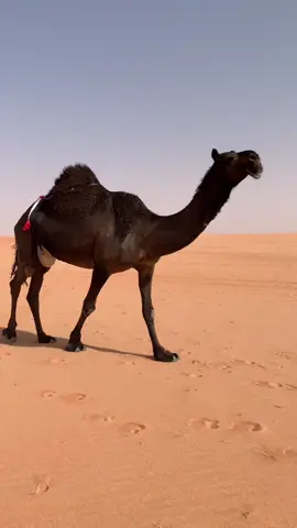 مخوفــه للمالكه عبيد محمد البعاج #الابل_عطايا_الله_عشاق_البداوة_🐪😍 #الابل #البعاج #البقوم #المزاين 