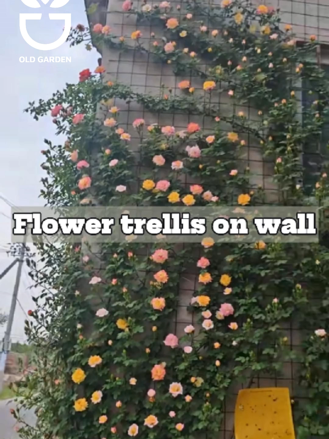 Flower trellis on wall #plant #plants #planttips #planting #gardening #growplants #rose #rosetree #gardencare