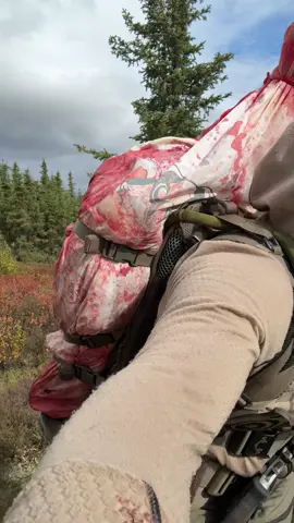 Hauling out an Alaskan bull Moose one quarter at a time…with my client in tow🤘🏽 #alaska #moose #Outdoors #outdoorsman #wilderness 