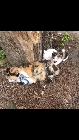 Poor cats were abandoned by their owners but luckily were discovered in time by passersby. #animals #rescue #thank #loveanimals #cat 